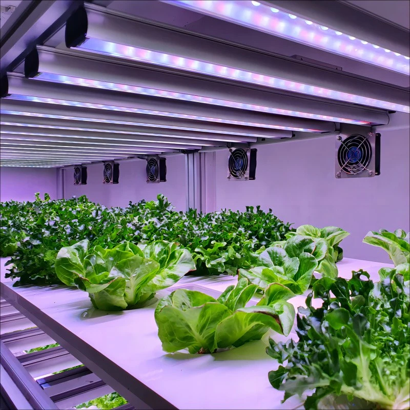 Growing Vegetables With LED Light