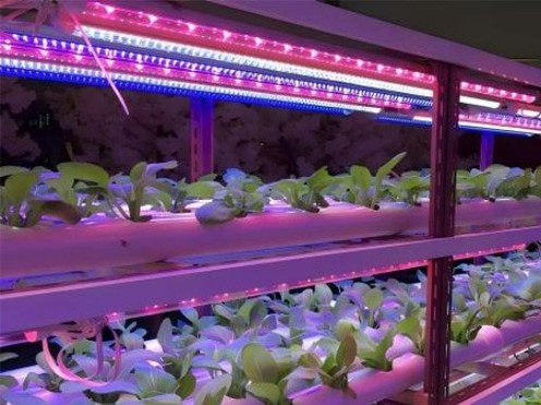 Indoor hydroponics Indoor hydroponics