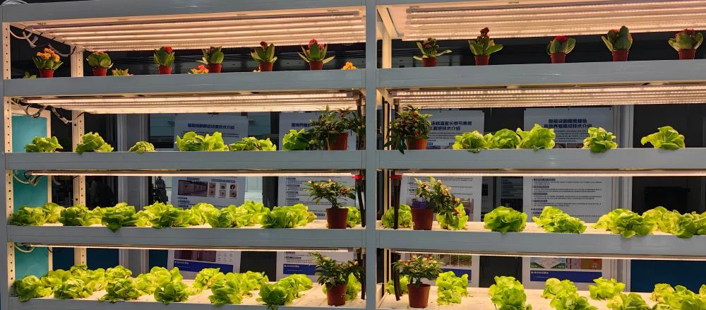 Hydroponic plant system.jpg