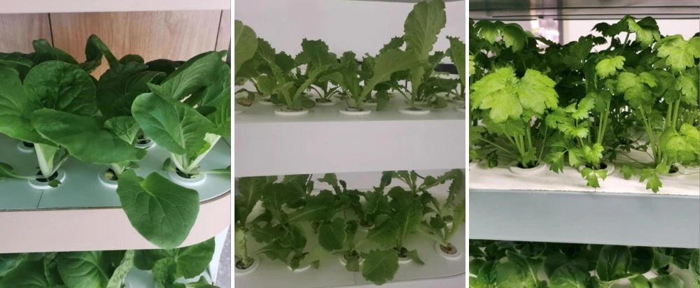 Plant Effect.jpg Plant Effect.jpg
